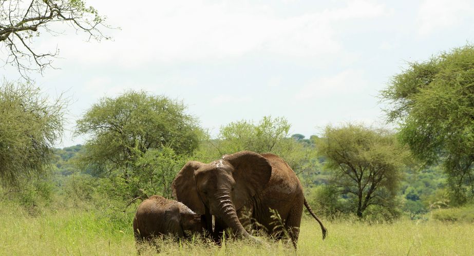 Met water spelende olifanten wildlife safari